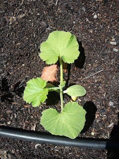 Planting Pumpkin Seeds