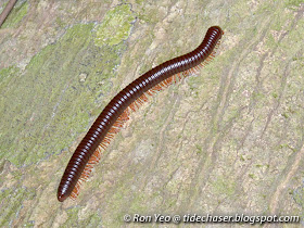 Giant Millipede (Thyropygus sp.)