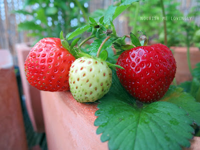 strawberry_Tue