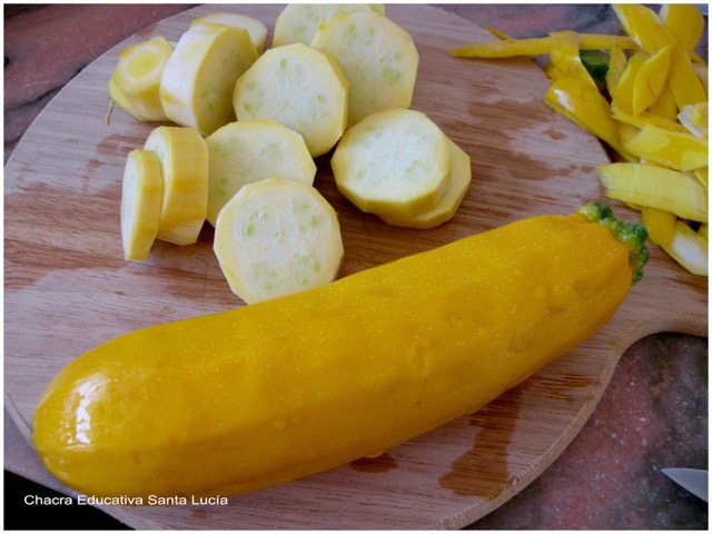 Zucchini amarillo - Chacra Educativa Santa Lucía