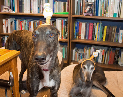 Dennis and Bettina greyhound BB8