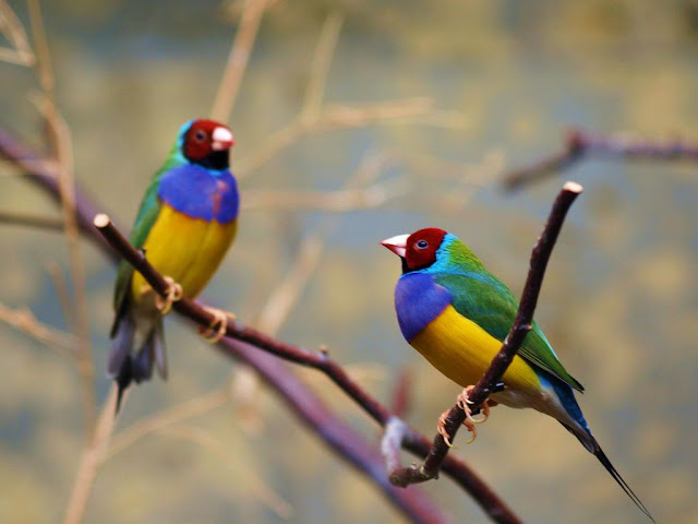 Photos Of Finches Birds