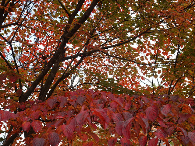 いすず大山コテージ　紅葉