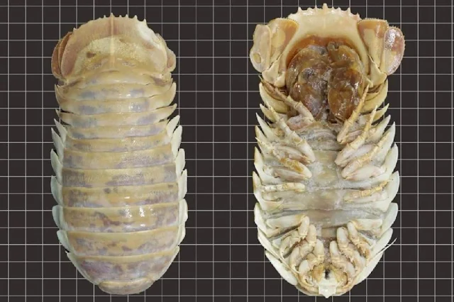 Una nueva especie de cochinilla gigante es descubierta en las profundidades del golfo de México, se trata de Bathynomus, B. yucatanensis