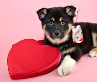 14 fotos de perros de San Valentin