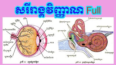 សរីរាង្គវិញ្ញាណ,ចក្ខុវិញ្ញាណ,សោតវិញ្ញាណ,ជីវ្ហាវិញ្ញាណ,ឃានវិញ្ញាណ,កាយវិញ្ញាណ,ត្រចៀក,ធ្មួលកាយវិញ្ញាណ,ជីវវិទ្យាទី12,ជីវវិទ្យាថ្នាក់ទី12,ជីវះវិទ្យាទី12,ជីវះវិទ្យាថ្នាក់ទី12,ជីវៈវិទ្យាទី12,ជីវៈវិទ្យាថ្នាក់ទី12,ជីវវិទ្យា ថ្នាក់ទី12,ជីវវិទ្យា ថ្នាក់ទី 12,online study,Khmer biology grade 12,Biology grade 12,Khmer Biology,Biology,Grade 12,មេរៀនជីវវិទ្យាថ្នាក់ទី12,ជីវៈវិទ្យា,ជីវះវិទ្យា,ជីវវិទ្យា,មេរៀន,ថ្នាក់ទី12,រៀនជីវវិទ្យា,ភ្នាសគ្រាប់ភ្នែក,កោសិការួសនឹងពន្លឺ,តំហែរក្សាលំនឹង,នាទីរបស់ស្បែក