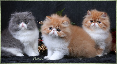 Persian Kittens