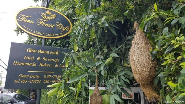 Outside of the Fern Forest Cafe, with hanging birds nest as decor