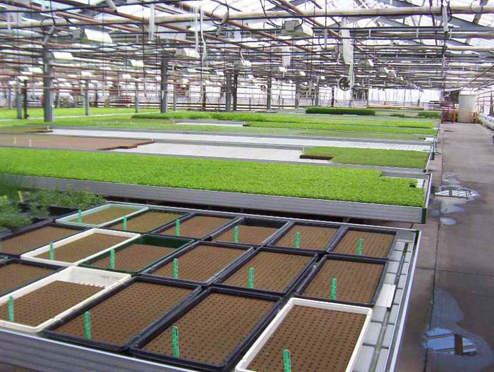 Growing plants without soil - CCRES AQUAPONICS | CCRES