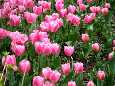 Pink Tulips Spring Flowers. Central Park