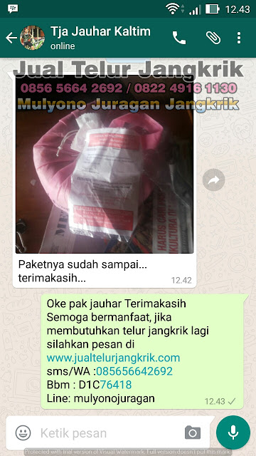 budidaya jangkrik, cara beternak jangkrik, cara budidaya jangkrik, cara ternak jangkrik, jual telur jangkrik, ternak jangkrik