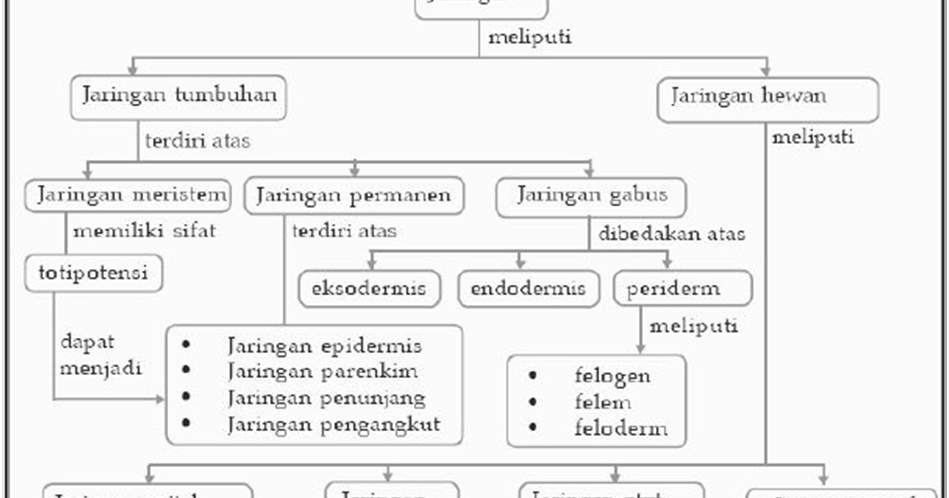 Peta konsep jaringan  hewan  dan  tumbuhan  Pustaka Pandani
