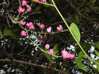 珊瑚藤花序先端的捲鬚