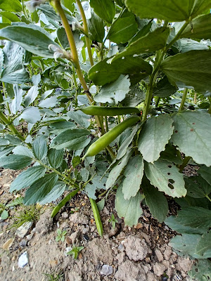 Broad Beans