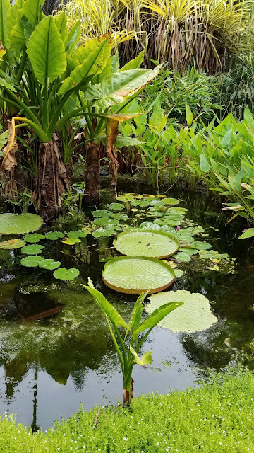 Lily pad, cairns australia nature