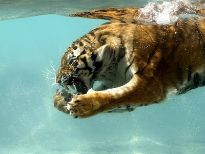 Tiger Diving