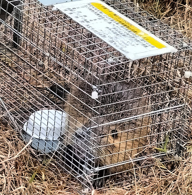 緑ヶ丘公園で罠に掛かったヌートリア