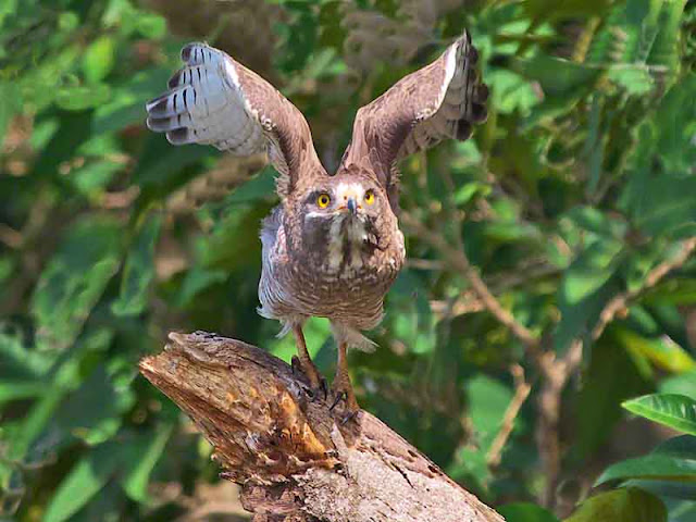 bird, corona-virus, Grey-faced Buzzard, China, Japan, mudslinging, Okinawa, politicians