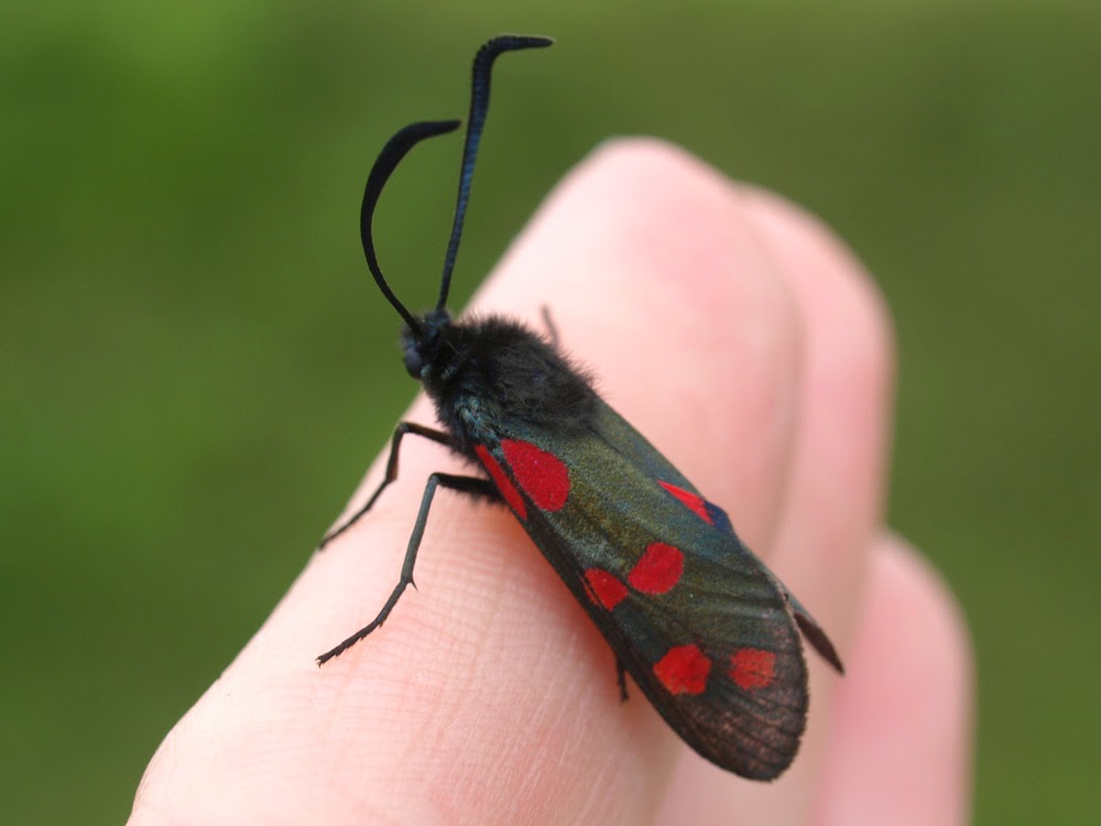 Narrow Bordered Five-Spot Burnet Moth