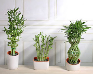 Three Lucky Bamboo plants in white pots