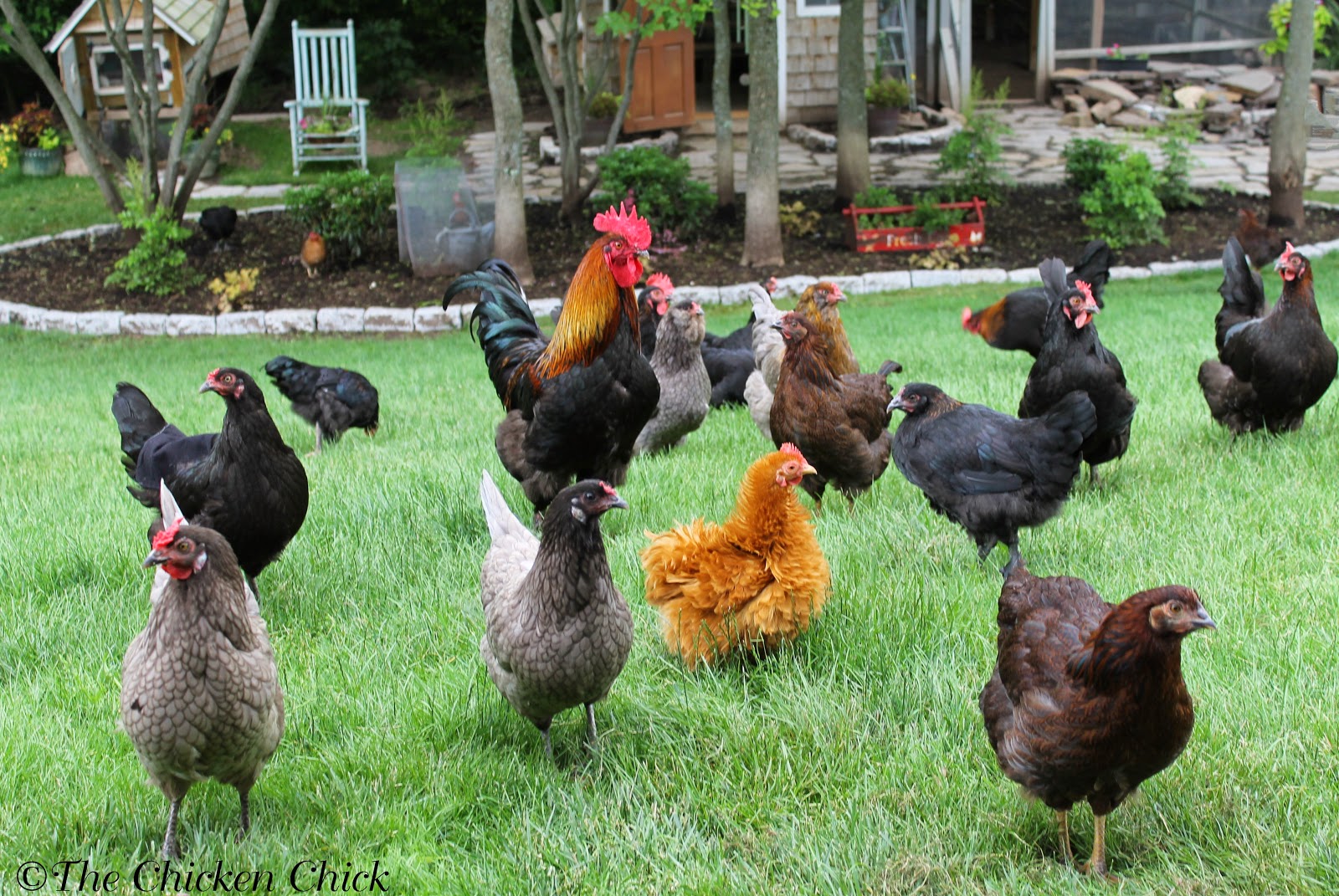 The Chicken Chick Salpingitis Lash Eggs In Backyard Chickens