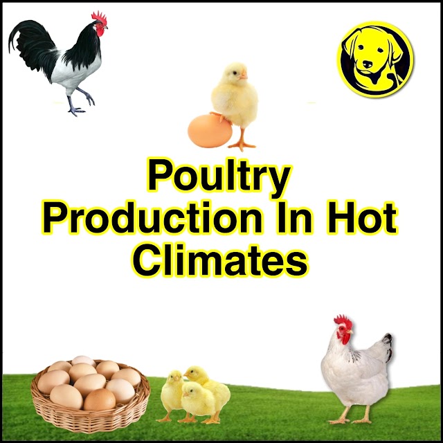 Free Download Poultry Production In Hot Climates Full Pdf