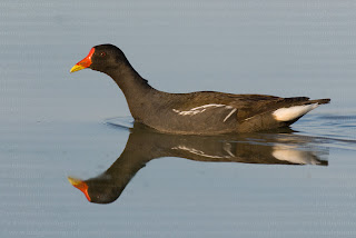 moorhen