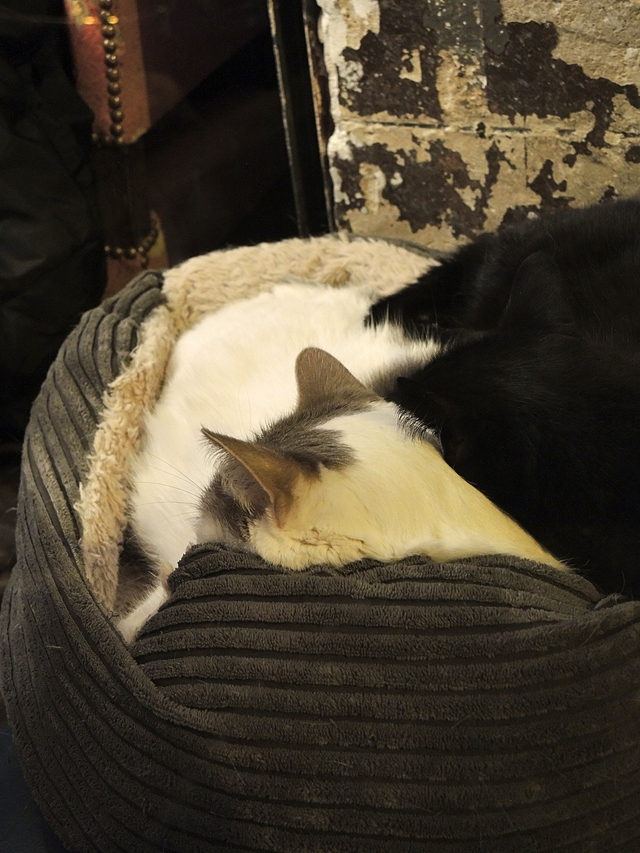 Parijs: pelsen vriendjes en een blind date in het kattencafé