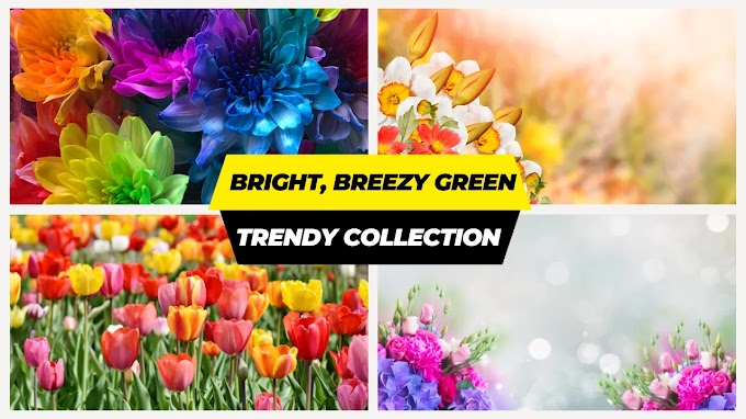 Home plant collection | Bright and Breezy green trends