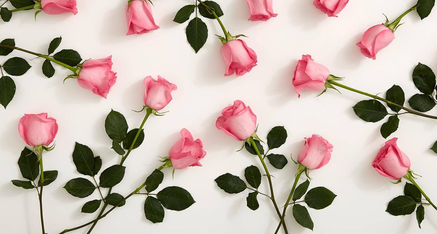 Kumpulan Galeri Gambar Bunga Mawar Pink Merah Muda Cantik Indah