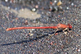 IMG_4174