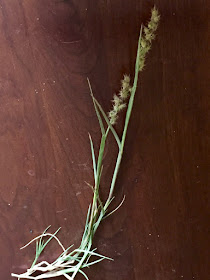 a mature sandbur plant