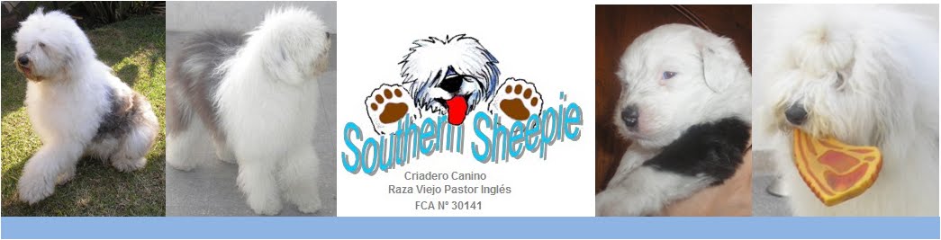 southern sheepie criadero Viejo pastor Ingles Old English Sheepdog