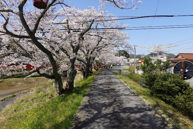 法勝寺川桜並木道　ソメイヨシノ桜