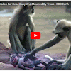 'Spy Monkey' Mistaken For Dead Baby And Mourned By Troop - ....