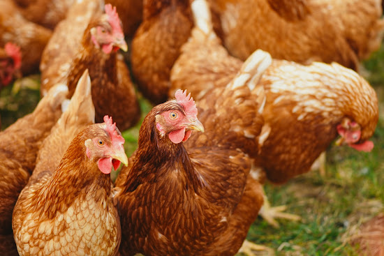 Avian Flu on The Rise, many chicken are going to be Euthanized