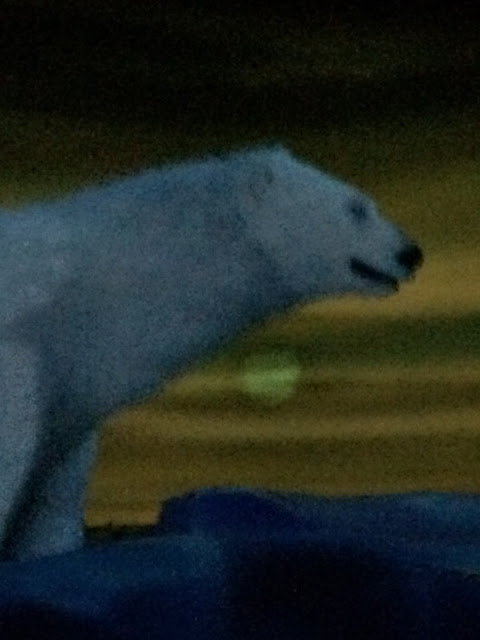 Polar Bear In Maelstrom Ride Norway Epcot Disney World