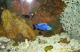 Copadichromis Azureus