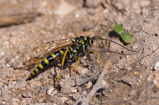 avispa-parasita-banchus-pictus-