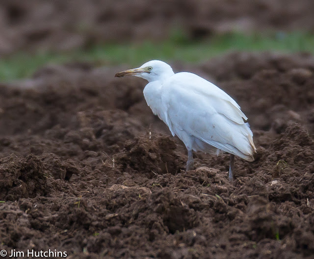 cattle egret, middleton stoney, oxfordshire