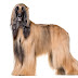 Afghan Hound