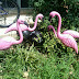 Pink Flamingos (''A Flock'') in Natural Urban Setting