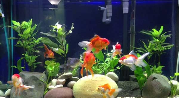 810 Cara Menguras Aquarium Ikan Mas Koki HD Terbaru