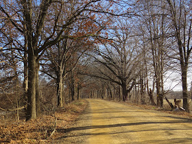 dirt road with trees