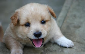 puppy photos cute smiling laughing puppy posing for picture