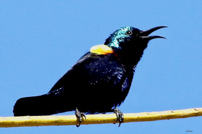 Purple Sunbird -resident