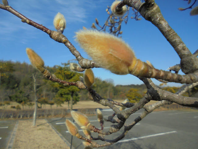 辛夷（コブシ）の芽