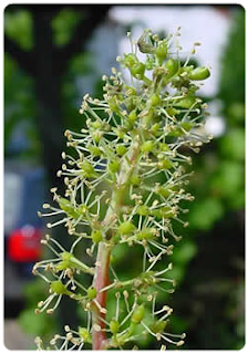 LA FLOR DE BACH DEL SERVICIO