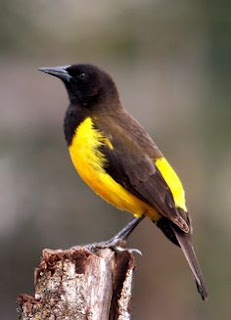 Yellow-rumped marshbird