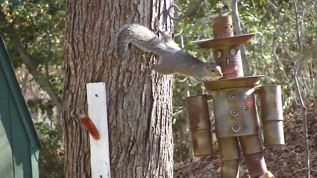 Cute Bird Feeder